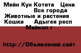 Мейн Кун Котята › Цена ­ 15 000 - Все города Животные и растения » Кошки   . Адыгея респ.,Майкоп г.